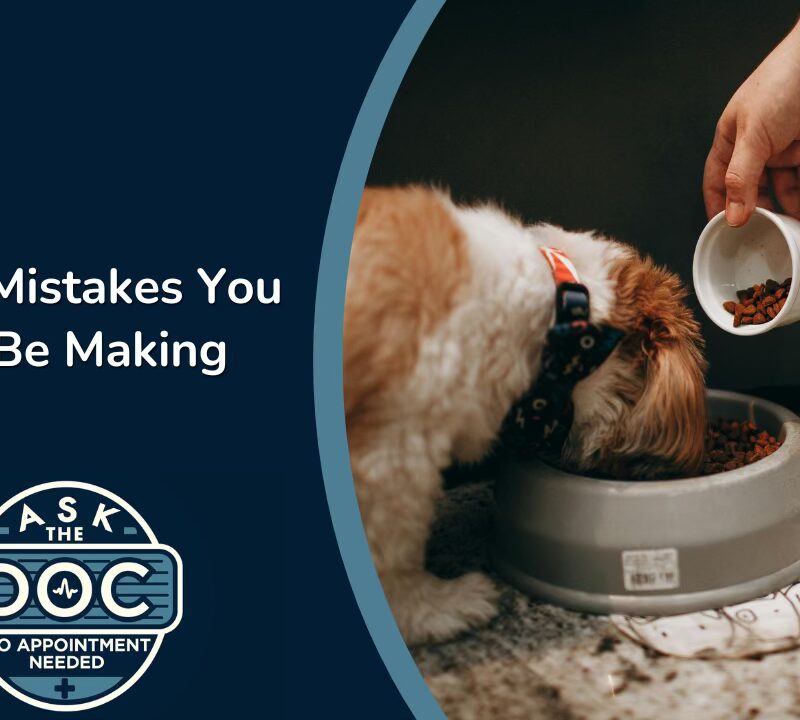 Pet Parenting 101: Feeding, Behaviors, and Vet Visits Explained