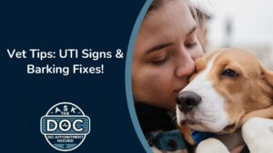 Vet Talk: Solving Common Pet Problems