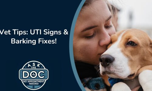 Vet Talk: Solving Common Pet Problems