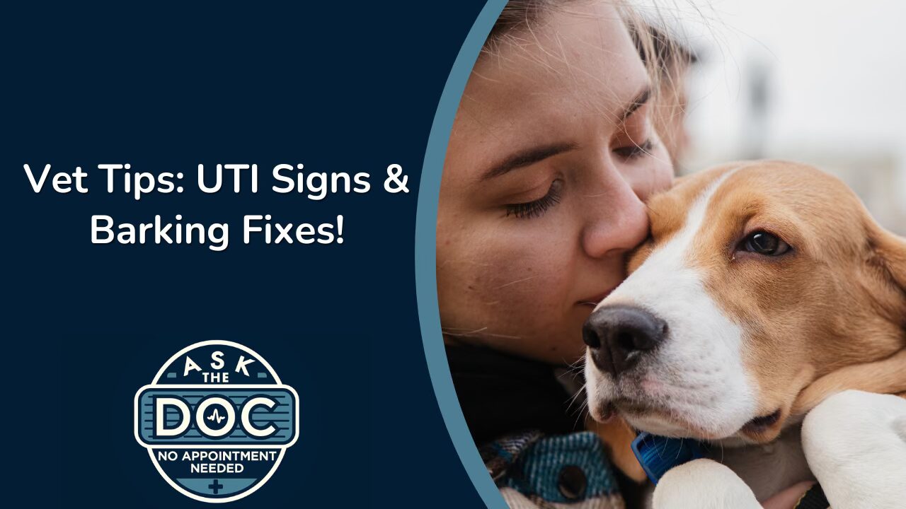 Vet Talk: Solving Common Pet Problems