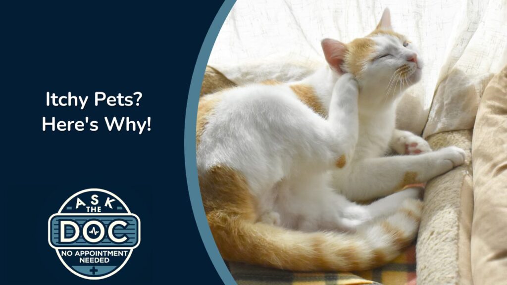 Skin Issues in Pets | Ask the Doc