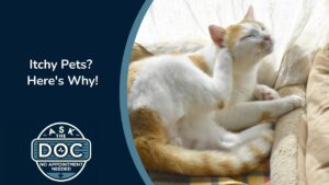 Skin Issues in Pets | Ask the Doc