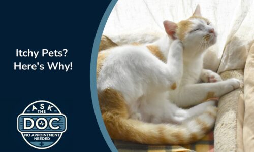 Skin Issues in Pets | Ask the Doc
