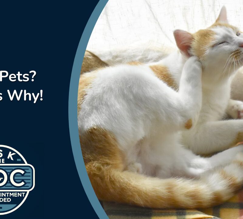 Skin Issues in Pets | Ask the Doc