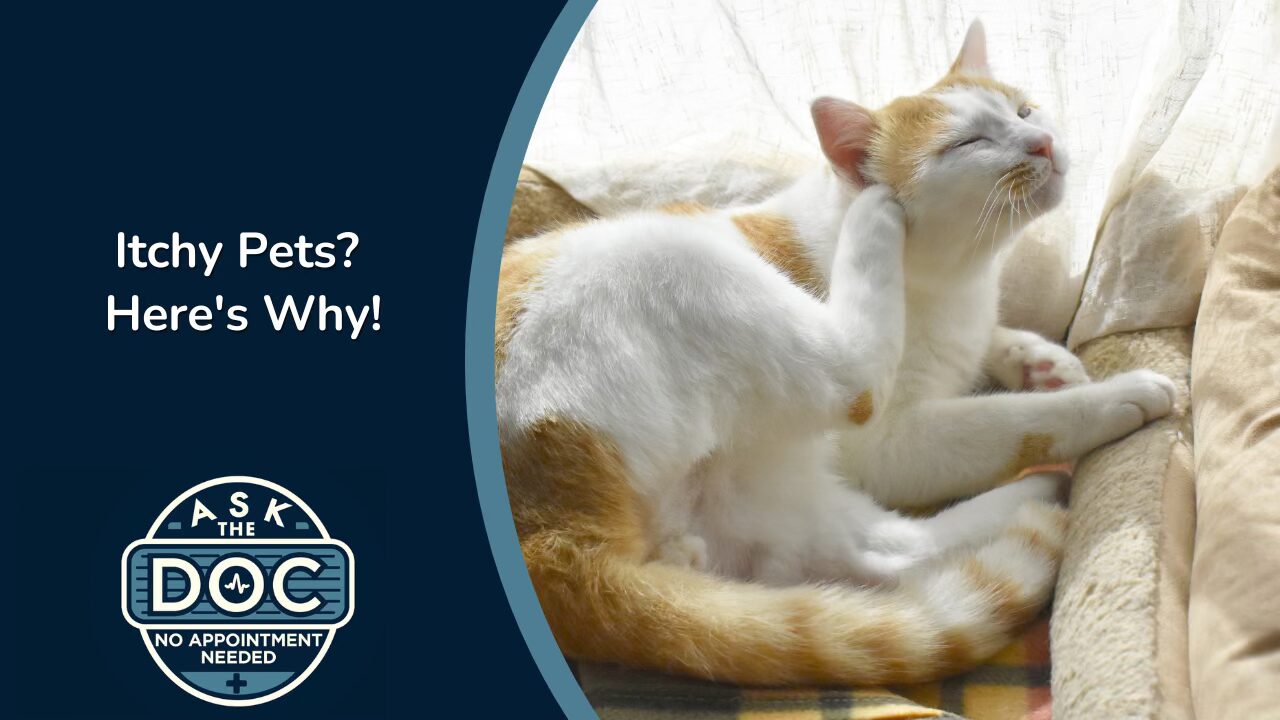 Skin Issues in Pets | Ask the Doc