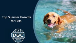 Summer Pet Safety: Dehydration, Travel Tips & Human Food Hazards