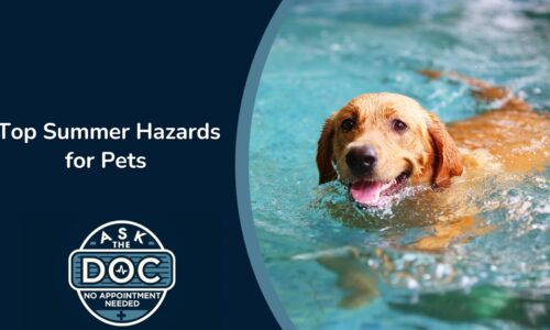 Summer Pet Safety: Dehydration, Travel Tips & Human Food Hazards