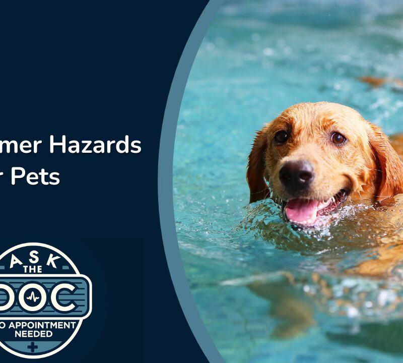 Summer Pet Safety: Dehydration, Travel Tips & Human Food Hazards