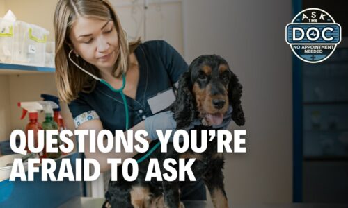 Pet Questions You’ve Been Afraid to Ask