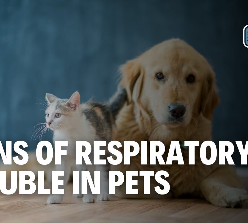Coughing, Sneezing & Sniffles: What Your Pet’s Breathing Is Telling You