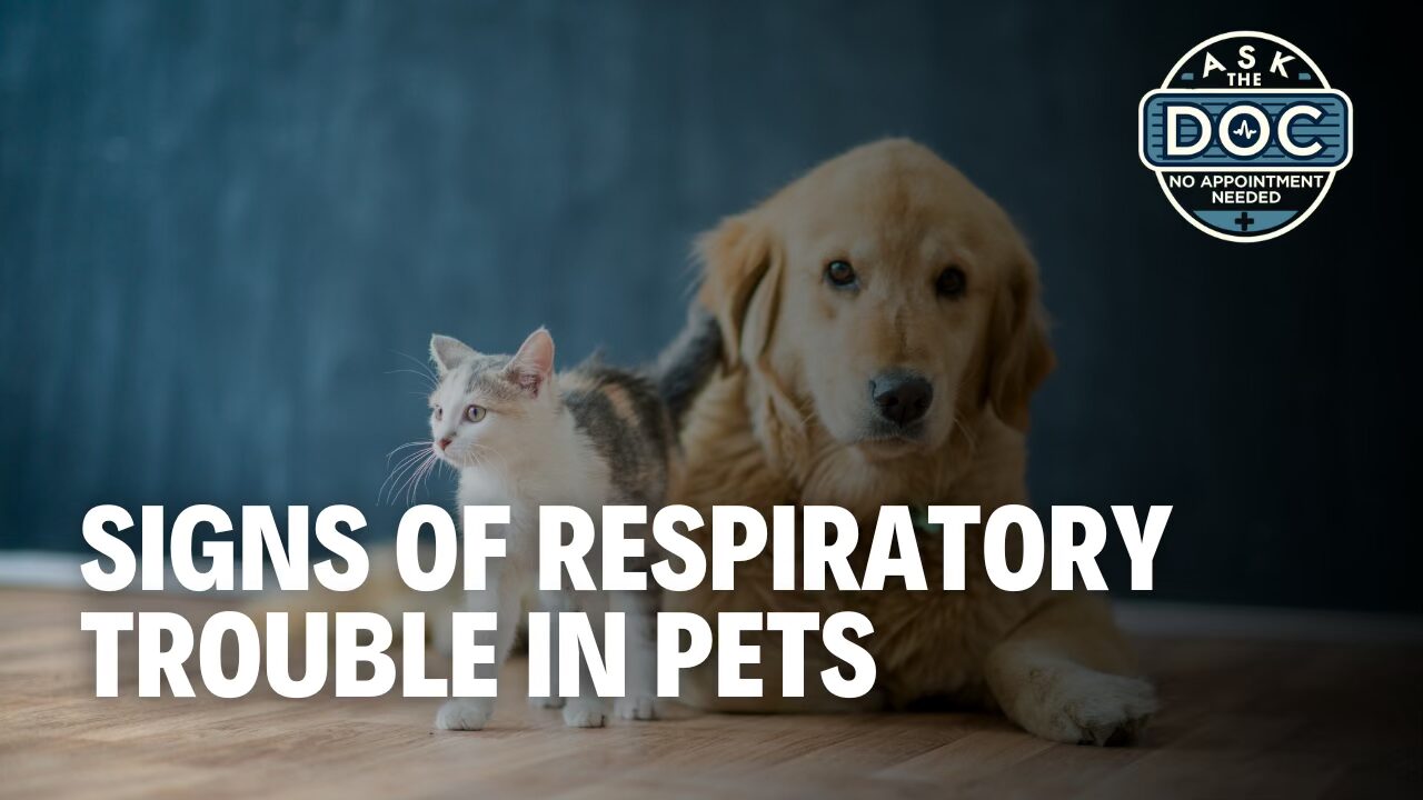 Coughing, Sneezing & Sniffles: What Your Pet’s Breathing Is Telling You