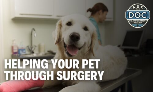 Pet Surgery Demystified