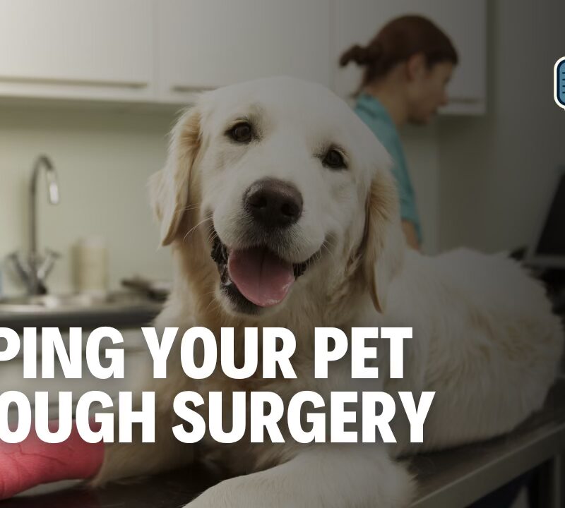 Pet Surgery Demystified