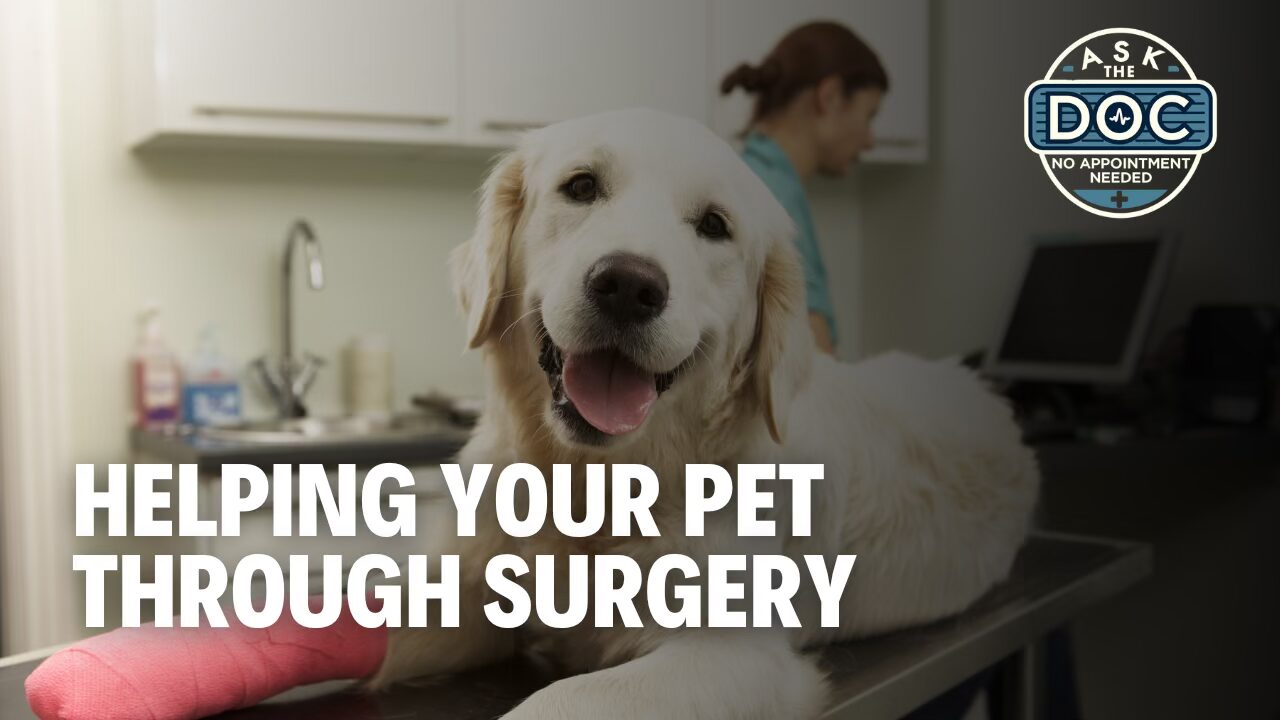 Pet Surgery Demystified
