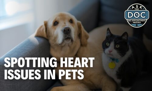 Protect Your Pet’s Heart: Signs You Should Never Ignore