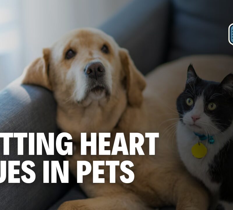 Protect Your Pet’s Heart: Signs You Should Never Ignore