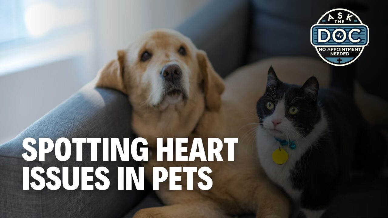 Protect Your Pet’s Heart: Signs You Should Never Ignore