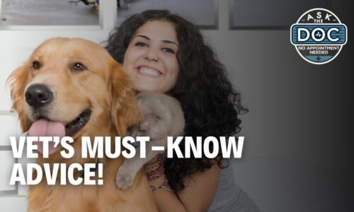 Tops Tips for Pet Owners