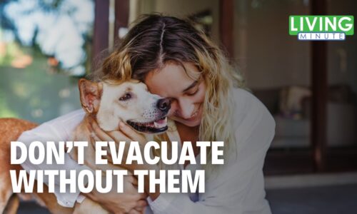 Don’t Leave Them Behind: Pet Safety During Storms | Living Minute