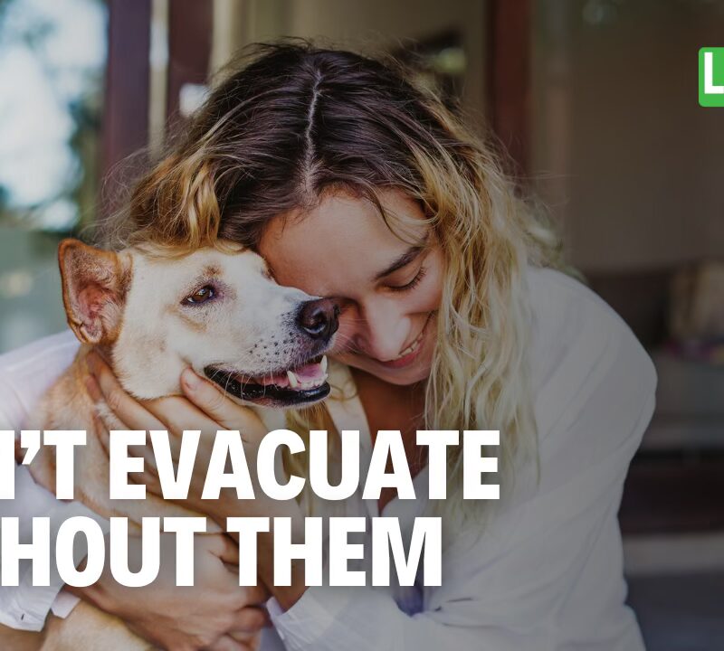 Don’t Leave Them Behind: Pet Safety During Storms | Living Minute