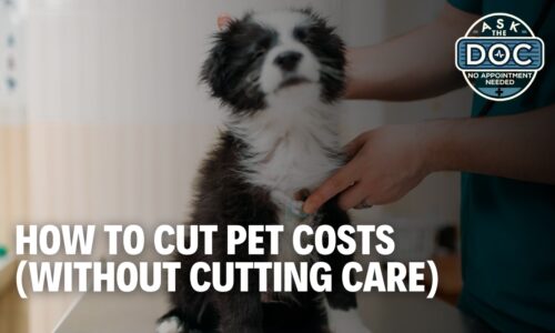 Pet Care on a Budget: Smart Tips