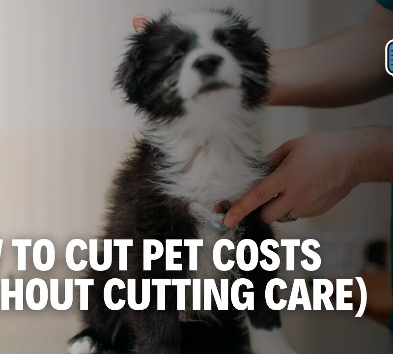 Pet Care on a Budget: Smart Tips