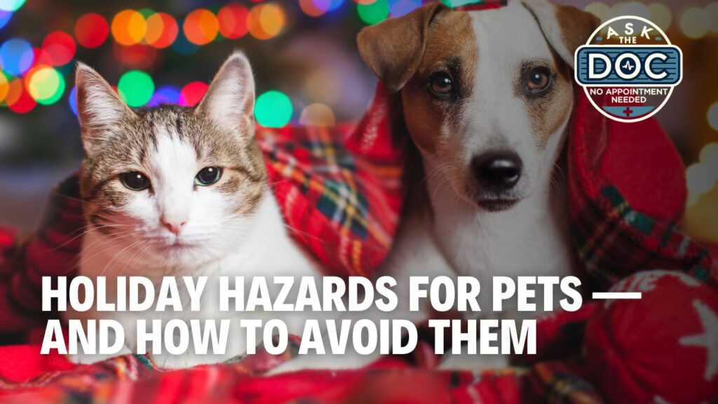 Festive but Safe: Holiday Tips for Pet Owners