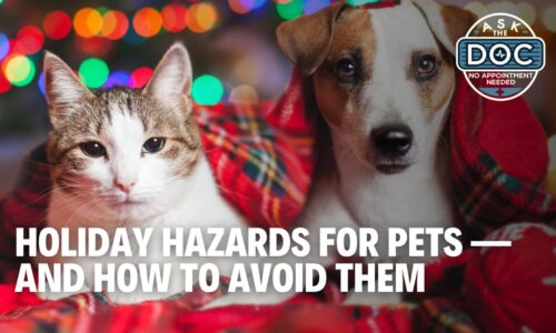 Festive but Safe: Holiday Tips for Pet Owners