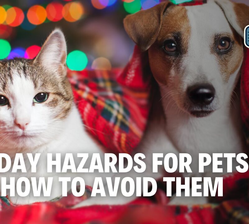 Festive but Safe: Holiday Tips for Pet Owners