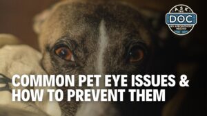 Protecting Your Pet’s Vision
