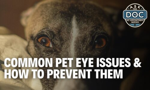 Protecting Your Pet’s Vision