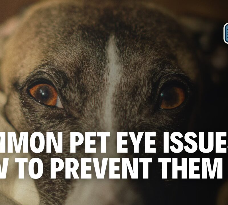 Protecting Your Pet’s Vision