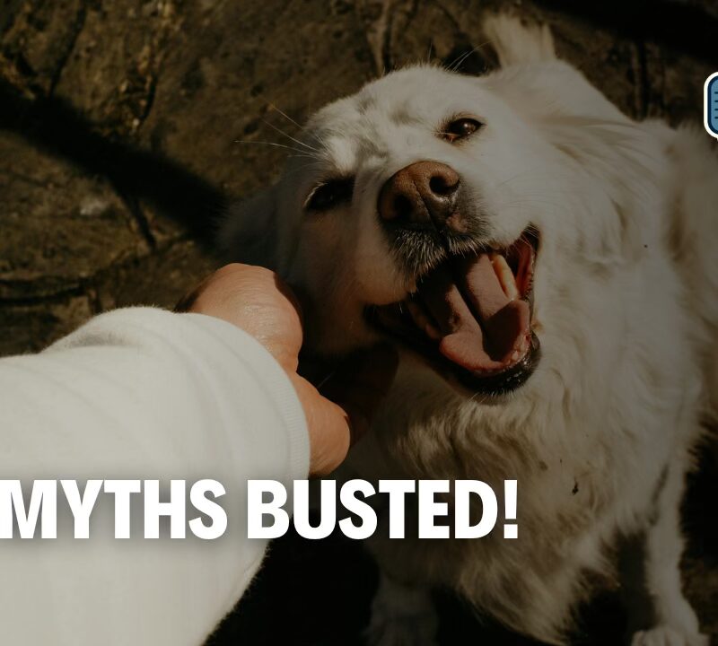 Pet Truths Revealed: A Veterinarian Busts Common Pet Myths
