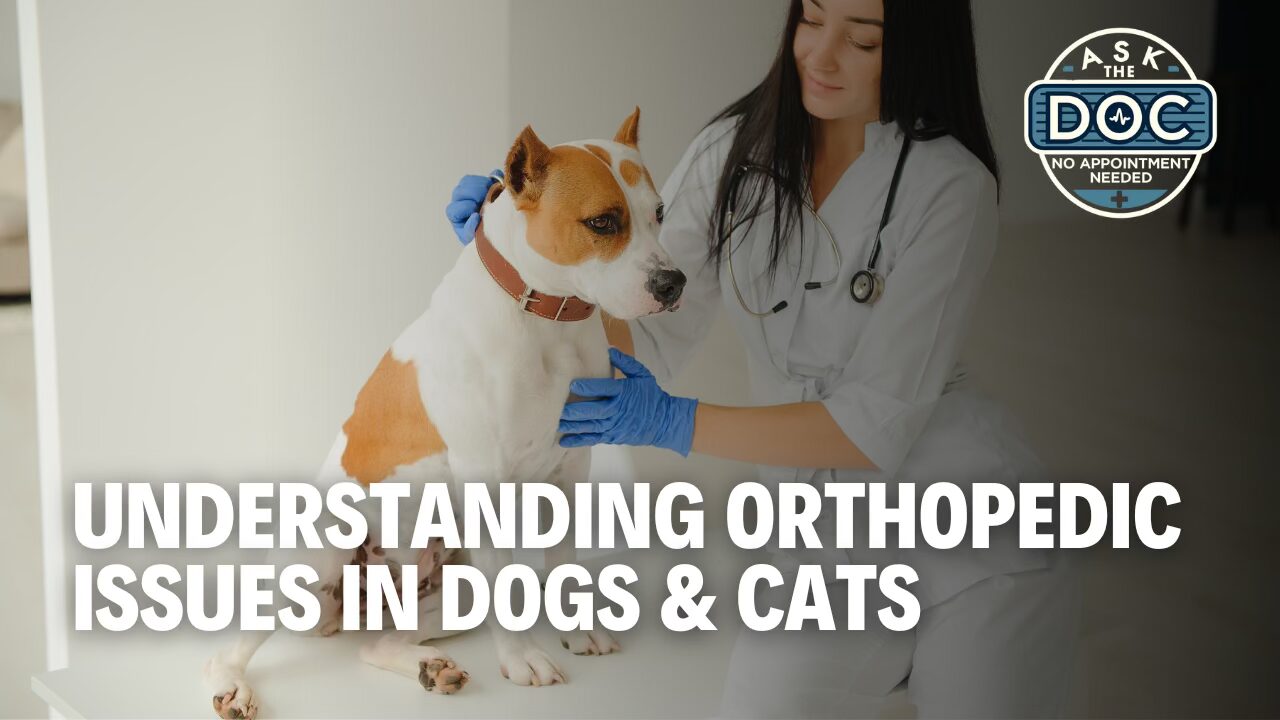 Why Is My Pet Limping? Orthopedic Issues You Shouldn’t Ignore