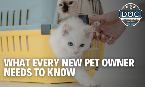 Pet-Proofing Your Home 101
