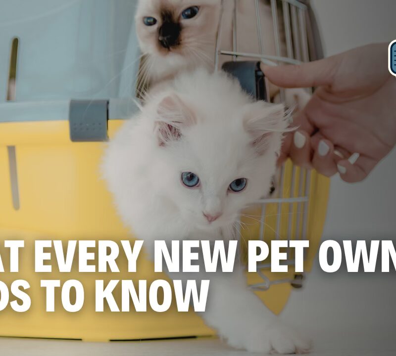 Pet-Proofing Your Home 101