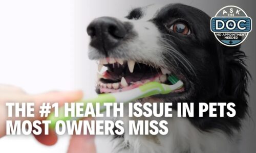 The Silent Disease in Dogs & Cats: Why Dental Care Matters